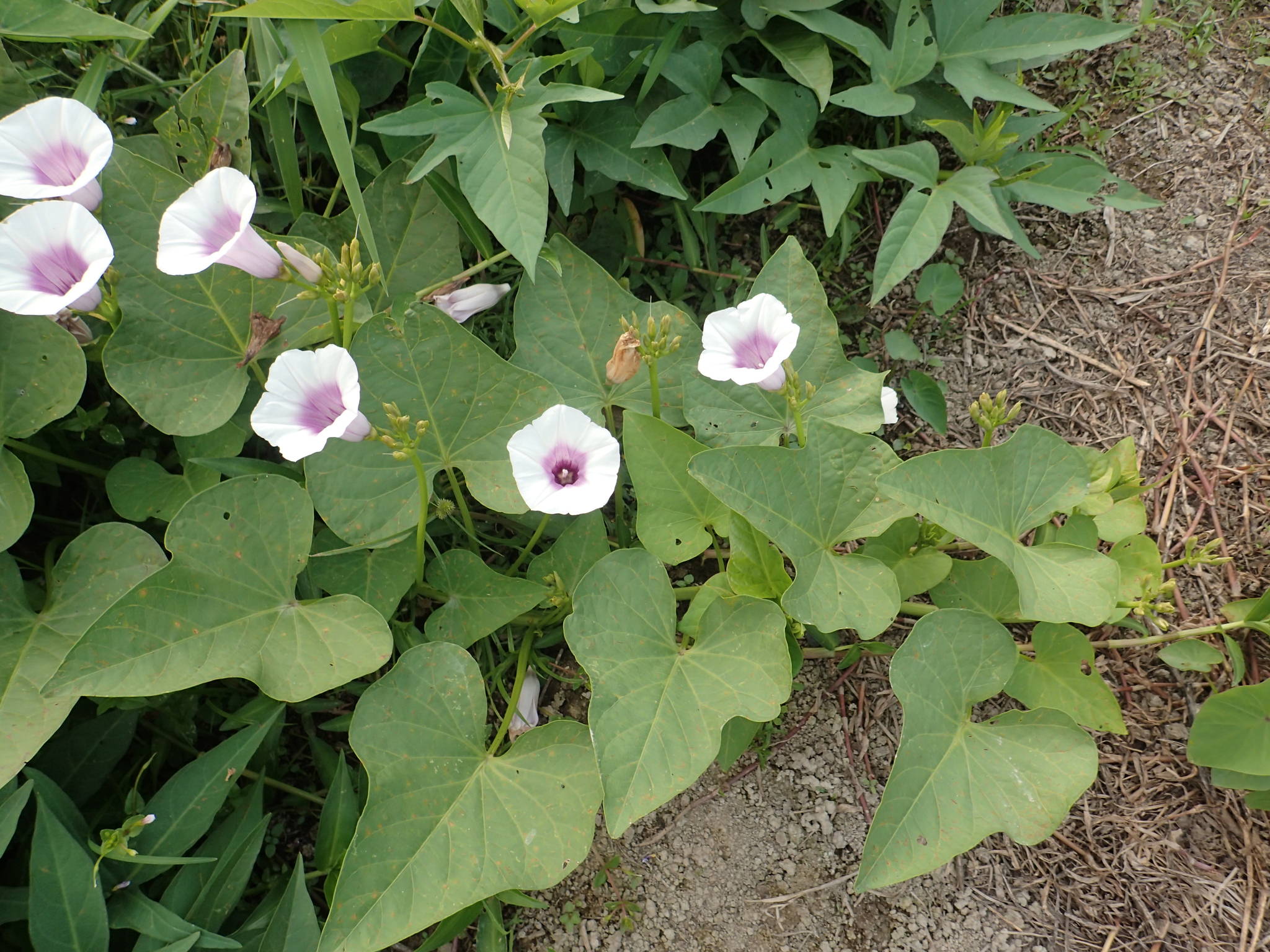 Ipomoea batatas